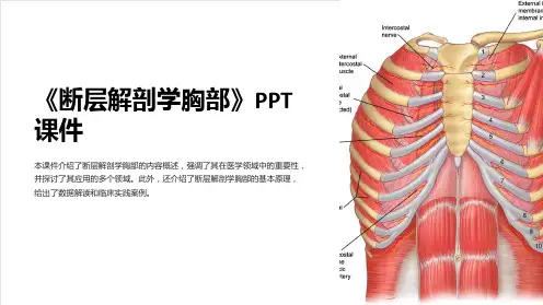 《断层解剖学胸部》课件