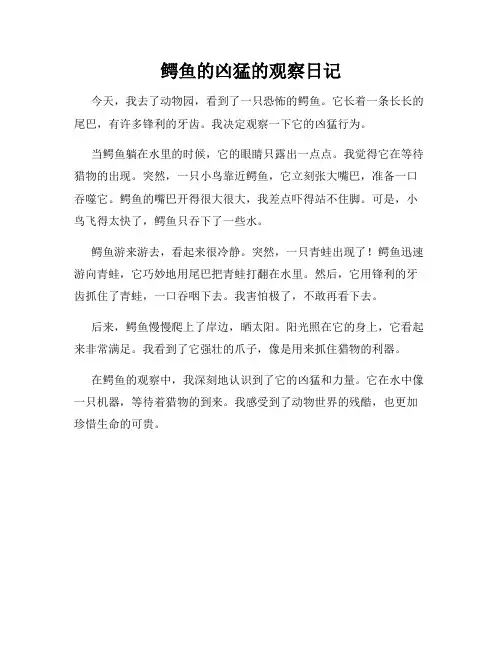 小学三年级作文鳄鱼的凶猛的观察日记