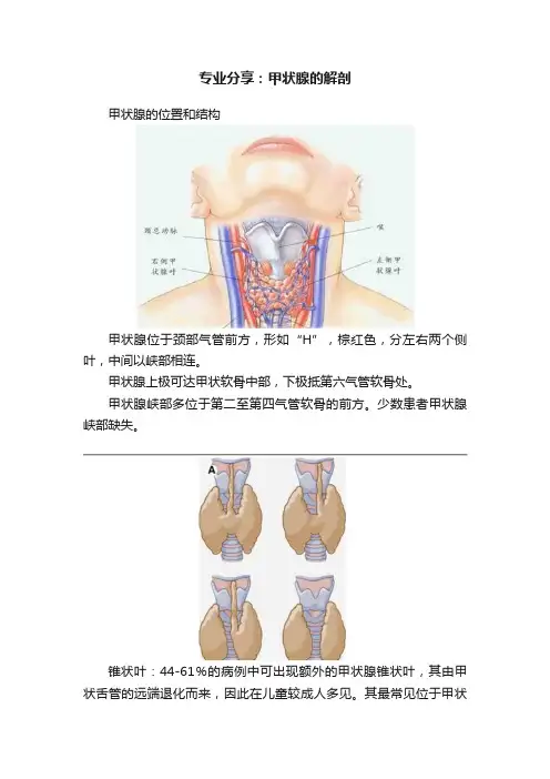 专业分享：甲状腺的解剖