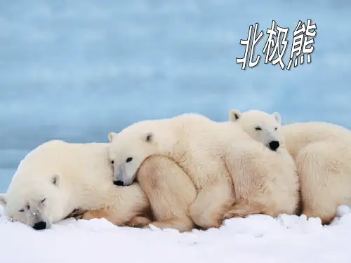 最新人教版七年级下册地理极地地区ppt课件