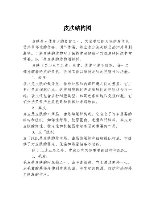 皮肤结构图