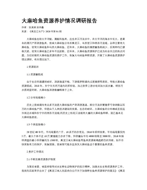 大麻哈鱼资源养护情况调研报告