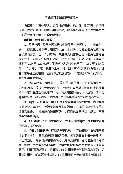 鲁西黄牛的高效养殖技术