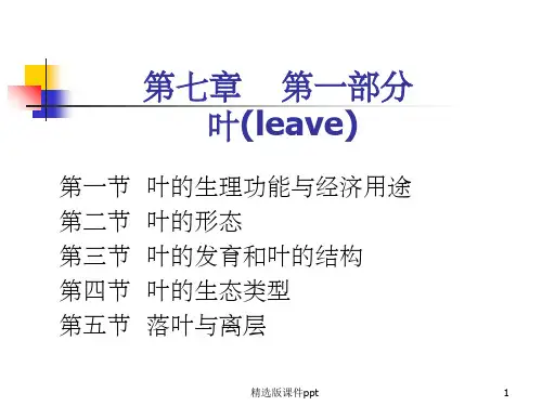 被子植物叶的形态结构和功能