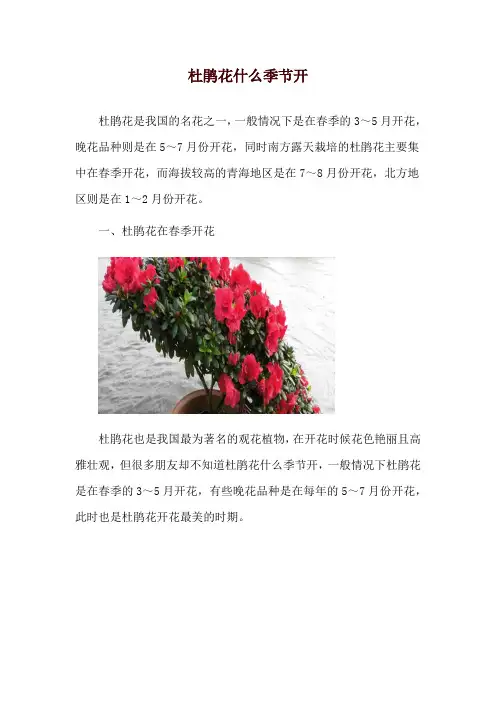 杜鹃花什么季节开