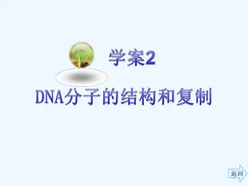 高考生物一轮复习DNA分子的结构和复制课件