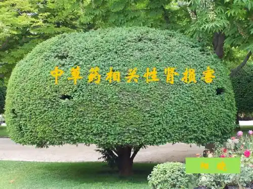 中草药肾损害的现状及对策-1