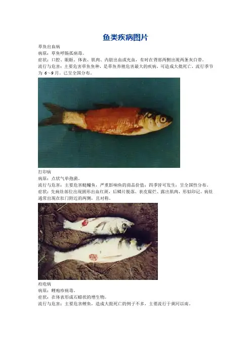 鱼类疾病图片
