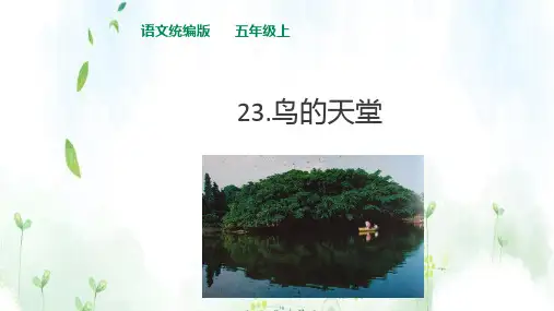 五年级上册《鸟的天堂》PPT课件1部编版