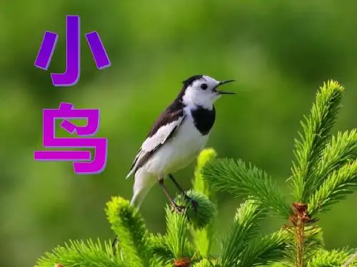 人音版一年级上册《小鸟》PPT精品课件1