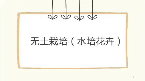 《无土栽培》-(水培花卉)(课件)-六年级上册劳动苏教版
