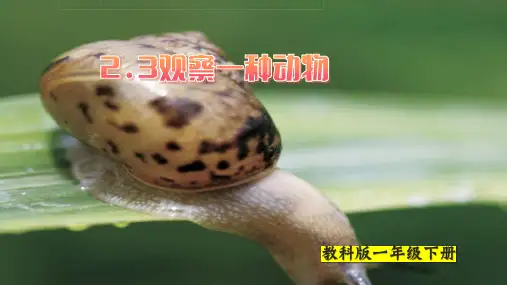 教科版(2017秋) 一年级下册 2.3课观察一种动物  课件