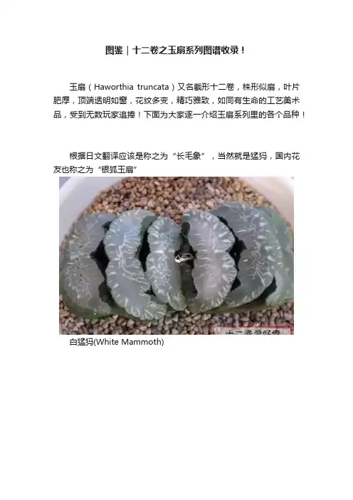 图鉴｜十二卷之玉扇系列图谱收录！