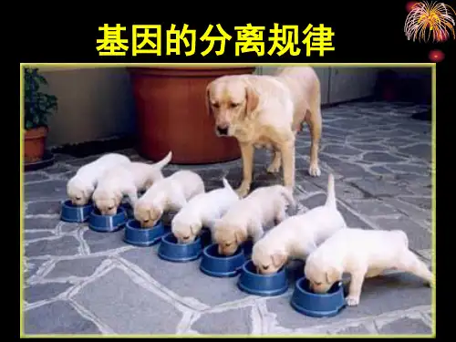 高三一轮复习课件基因分离规律