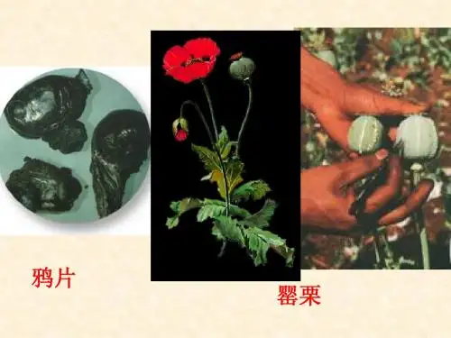 《虎门销烟》完全版ppt15076