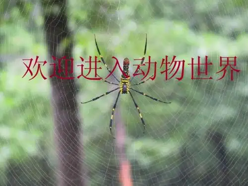 无脊椎动物(一)