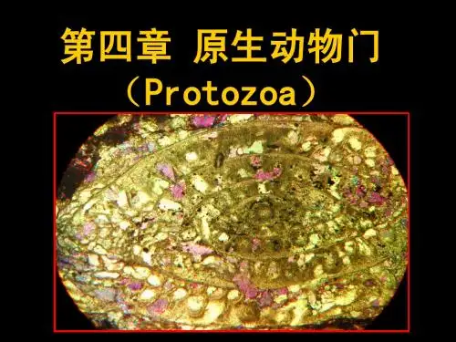 第四章 原生动物门(Protozoa)