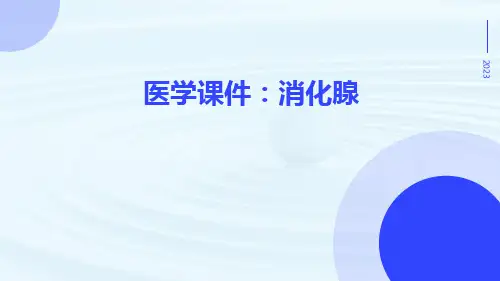 医学课件：消化腺