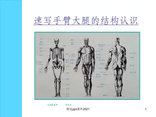 四肢结构认识PPT课件