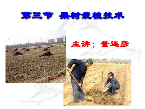 果树栽植技术PPT课件