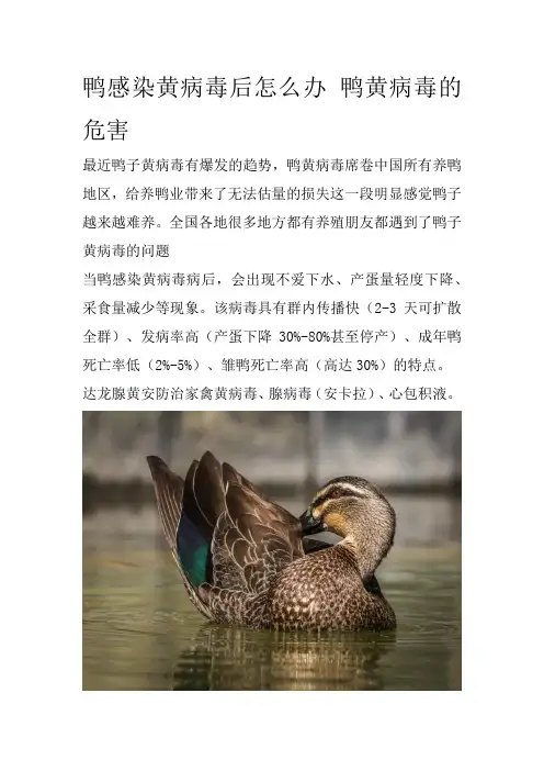 鸭感染黄病毒后怎么办 鸭黄病毒的危害