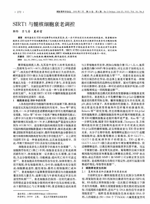 SIRTl与髓核细胞衰老调控