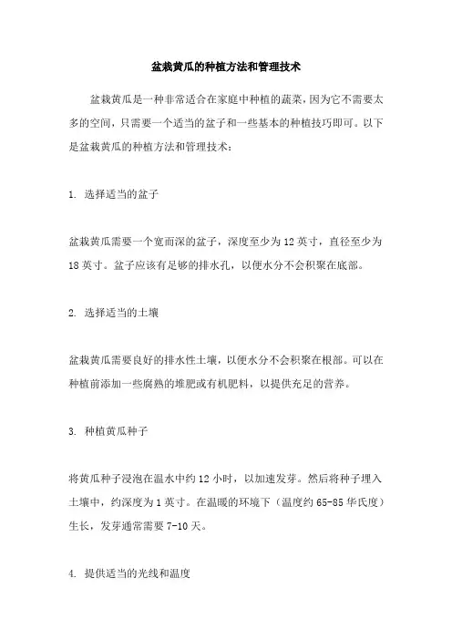盆栽黄瓜的种植方法和管理技术