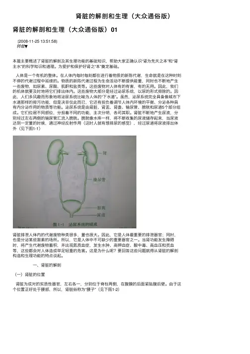 肾脏的解剖和生理（大众通俗版）