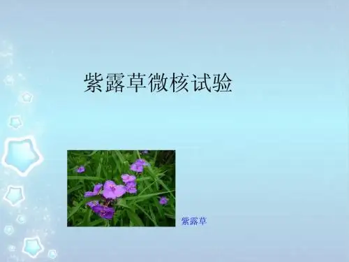 紫露草微核试验