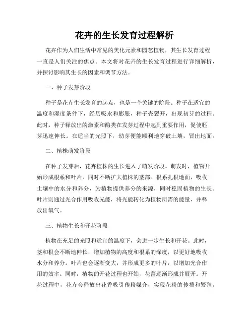 花卉的生长发育过程解析