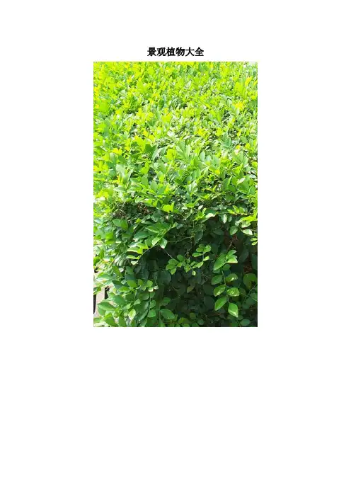 常见景观植物大全