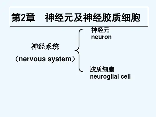 第2章-神经元与胶质细胞-PPT