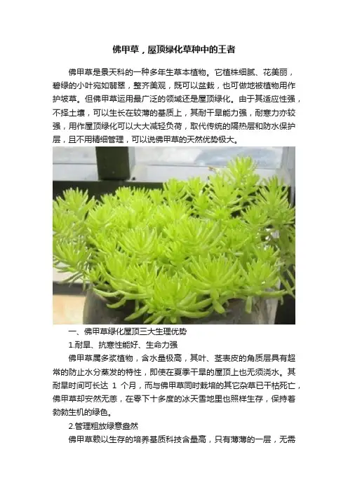 佛甲草，屋顶绿化草种中的王者