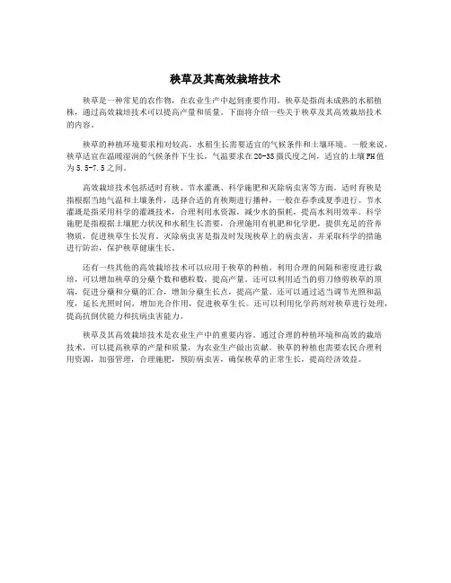 秧草及其高效栽培技术