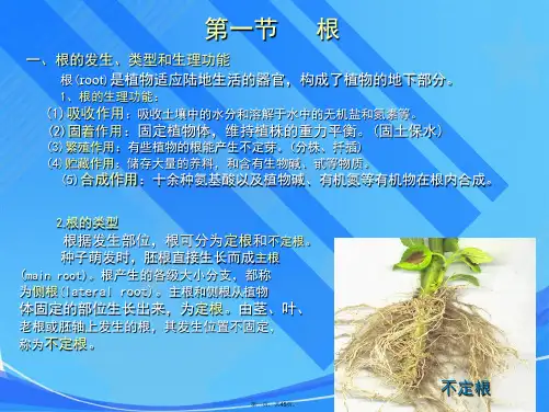 植物根的结构