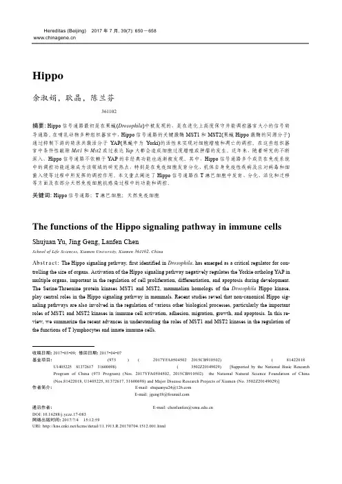 Hippo信号通路调控免疫细胞的功能