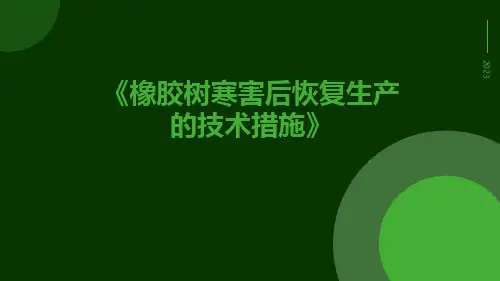 橡胶树寒害后恢复生产的技术措施