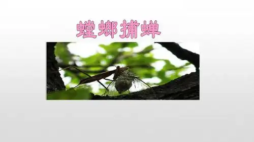 《螳螂捕蝉》ppt课件
