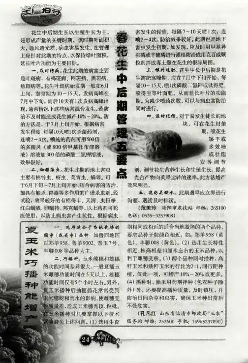 舂花生中后期管理五要点