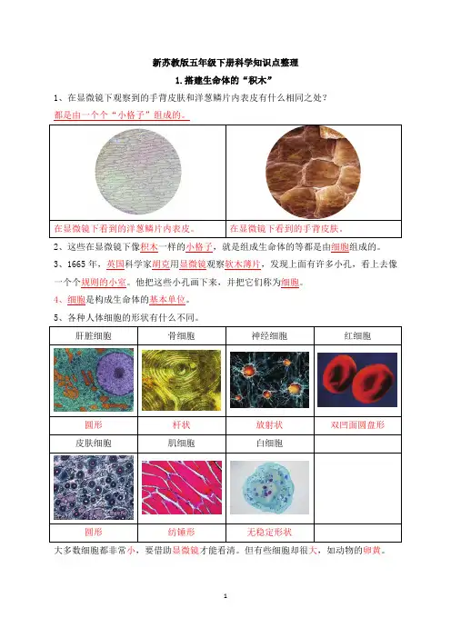 新苏教版小学五年级下册科学知识点整理全册