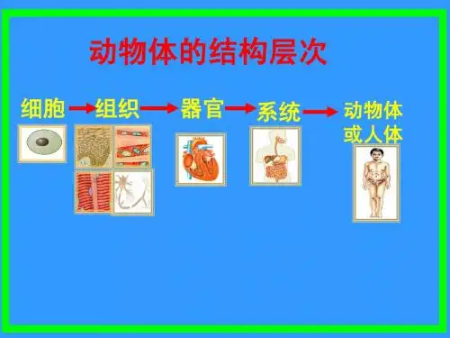 1、植物体的结构层次