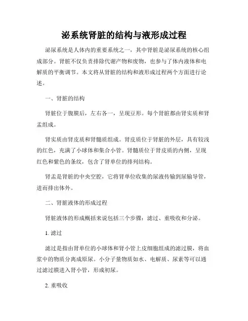 泌系统肾脏的结构与液形成过程