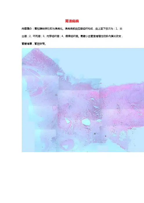 病理实验切片镜下观