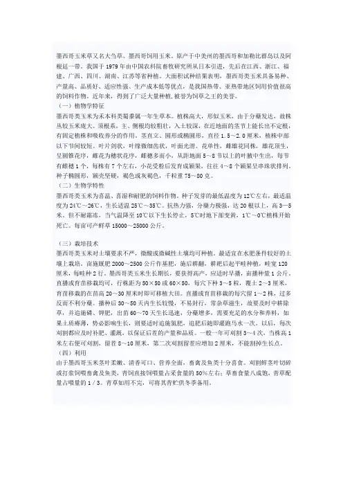 墨西哥玉米草