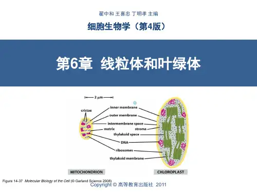第6章线粒体和叶绿体