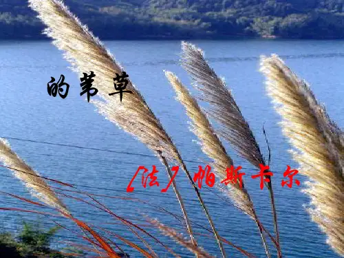 《人是一根能思想的苇草》PPT课件