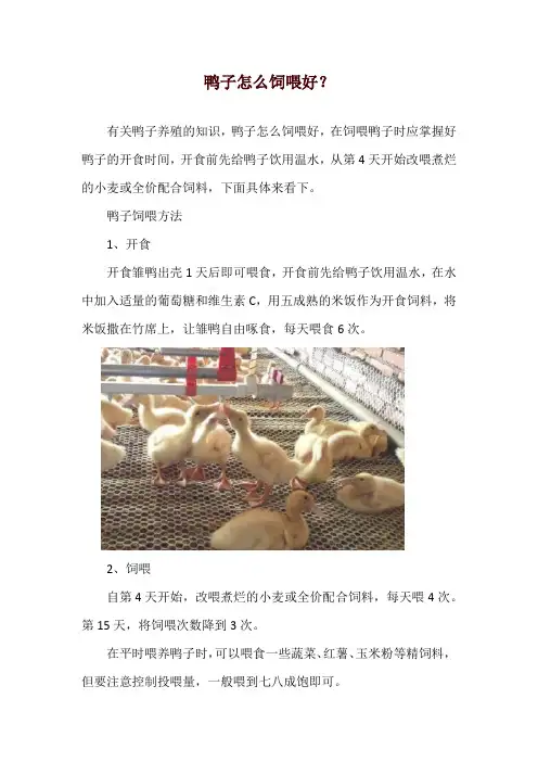 鸭子怎么饲喂好？