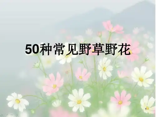 50种常见野花野草件