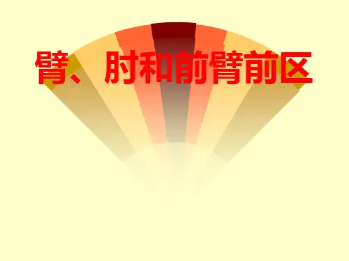 前臂、肘和前臂前区