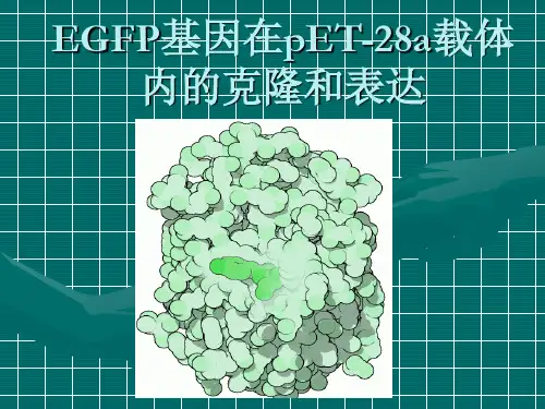 前言_EGFP基因的克隆及表达